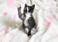 Лот: 8139675. Фото: 2. черный котенок!!!!!!. Животные и уход