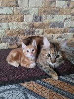 Лот: 19155009. Фото: 4. Котята курильский бобтейл. Красноярск