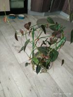 Лот: 17558970. Фото: 3. Филодендрон сканденс. Растения и животные