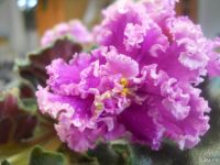 Лот: 9242579. Фото: 3. Продам фиалку Island Rose, взрослая. Растения и животные