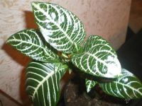 Лот: 841782. Фото: 2. Афеландра красавица!. Комнатные растения и уход