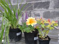 Лот: 23510927. Фото: 3. Лилейник. Для дачи, дома, огорода, бани, парка