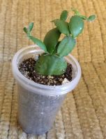 Лот: 4098712. Фото: 3. Рипсалидопсис сиреневый. Растения и животные