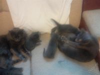 Лот: 1875736. Фото: 3. Прекрасные котята породы Русская... Растения и животные