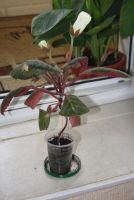 Лот: 4260950. Фото: 2. Глоксиния белая простая 5 (зацветает... Комнатные растения и уход