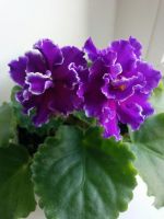 Лот: 12052604. Фото: 2. Фиалка Shimmering Sunshine (B... Комнатные растения и уход
