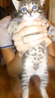 Лот: 6497283. Фото: 2. Котенок в дар!. Животные и уход