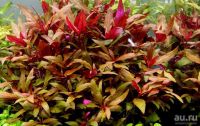 Лот: 8877538. Фото: 3. Альтернантера Лиловая (Alternanthera... Растения и животные