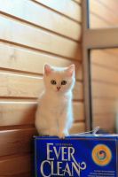 Лот: 4513412. Фото: 3. Продам британского котёнка (девочка... Растения и животные