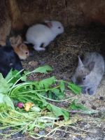 Лот: 22873961. Фото: 5. крольчата декоративные маленькие