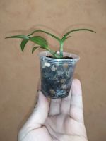 Лот: 13898865. Фото: 3. Орхидея дендрофаленопсис детки. Растения и животные