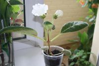 Лот: 2838765. Фото: 3. Глоксиния 4 (цветет). Растения и животные