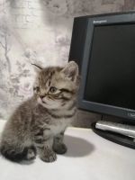 Лот: 18363289. Фото: 2. Котёнок мальчик. Животные и уход