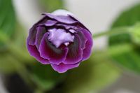 Лот: 3012895. Фото: 2. Глоксиния 31 (цветущая). Комнатные растения и уход