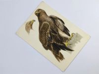 Лот: 23296613. Фото: 2. Ватагин В. А. Орел. Открытка... Открытки, билеты и др.