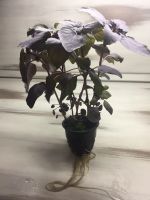 Лот: 12715165. Фото: 4. Базилик #greenkrsk24