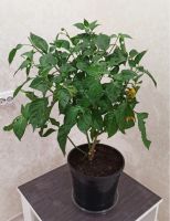 Лот: 15805139. Фото: 2. Carolina Reaper! Взрослые растения... Комнатные растения и уход