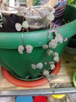 Лот: 12038766. Фото: 3. Церопегия Вуда (Ceropegia woodii... Растения и животные