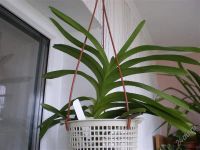 Лот: 1162877. Фото: 2. V. Odgen Phipps x V. coerulea. Комнатные растения и уход