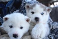 Лот: 8676914. Фото: 7. Щенок Сибирской Хаски девочка