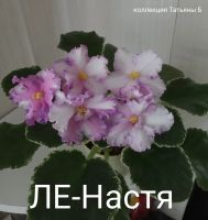 Лот: 17368909. Фото: 3. Фиалка сортовая - лист . Растения и животные