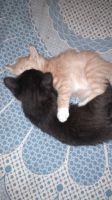 Лот: 14731076. Фото: 2. Котята. Животные и уход