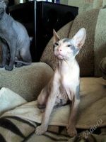 Лот: 1563067. Фото: 2. Донские котята. Животные и уход