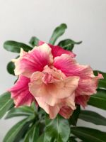 Лот: 17590522. Фото: 3. Адениум Peach Fairy. Растения и животные