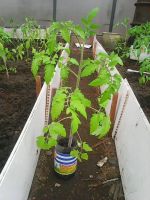 Лот: 9651813. Фото: 6. Помидоры рассада