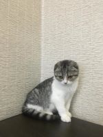 Лот: 10334158. Фото: 5. Вислоухая девочка