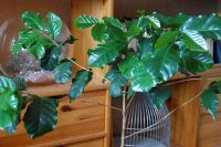 Лот: 6255642. Фото: 2. Кофе (Кофейное дерево). Комнатные растения и уход