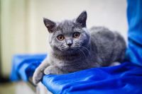 Лот: 6191468. Фото: 5. Британские плюшевые котята