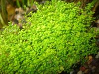 Лот: 10710652. Фото: 2. Хемиантус Куба (Hemianthus callitrichoides... Аквариумистика