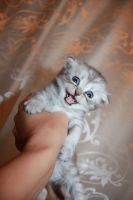 Лот: 11886661. Фото: 7. Продам котят