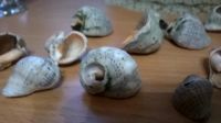 Лот: 8521389. Фото: 3. ракушки. Растения и животные