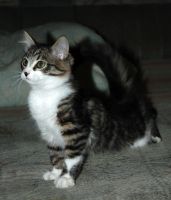 Лот: 20992705. Фото: 2. Кошечка, котенок, " сибирячка... Животные и уход