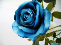 Лот: 9418616. Фото: 3. Роза из шёлка, 51см / Цвет: синий... Сувениры, подарки