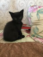 Лот: 9753132. Фото: 4. Удивительные котята от умных родителей... Красноярск