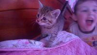Лот: 9195234. Фото: 2. Котятки-симпатяжки от мамы-Сибирочки. Животные и уход