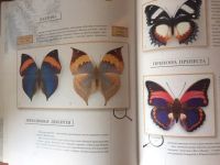 Лот: 19235468. Фото: 6. Бабочки мира, шикарная книга-альбом