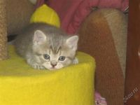 Лот: 2181594. Фото: 3. котенок бриташка почти даром. Растения и животные