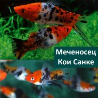Лот: 19357680. Фото: 4. Флаговый, Вильчатый, Кои Санке... Красноярск