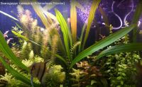 Лот: 16305650. Фото: 2. Эхинодорус Триколор (Echinodorus... Аквариумистика