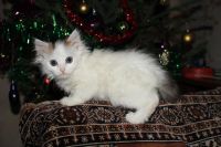 Лот: 6723818. Фото: 2. девочка 2месяца. Животные и уход