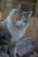 Лот: 5668525. Фото: 4. Красивая стерилизованная кошка... Красноярск