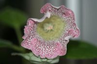 Лот: 3148260. Фото: 2. Глоксиния 21. Комнатные растения и уход