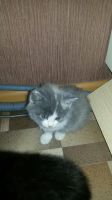 Лот: 8473903. Фото: 6. Котя, кошечка, котенок