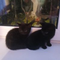 Лот: 24594175. Фото: 2. Котята от британки. Животные и уход