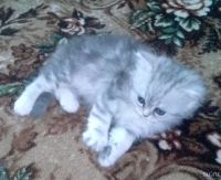 Лот: 9123026. Фото: 2. котята британцы. Животные и уход