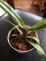 Лот: 8295977. Фото: 2. Орхидея пафиопедилум (Paphiopedilum... Комнатные растения и уход